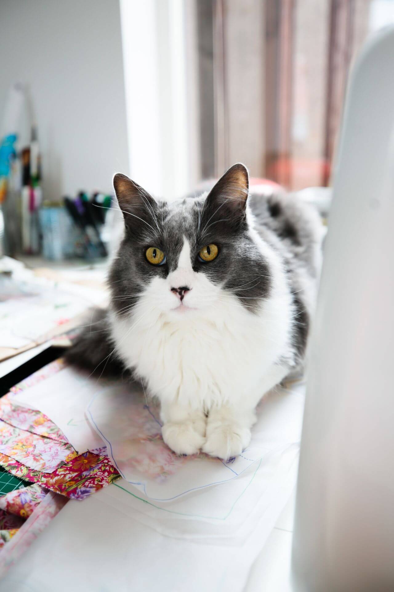 cat